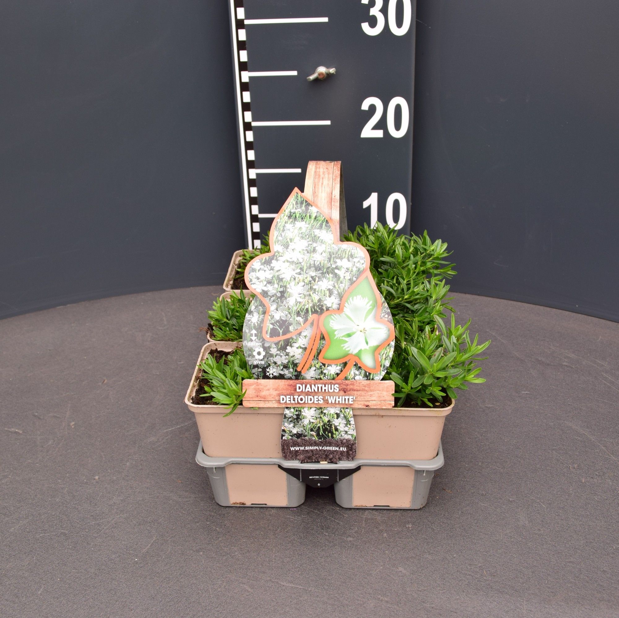 Dianthus deltoides white 6 pack