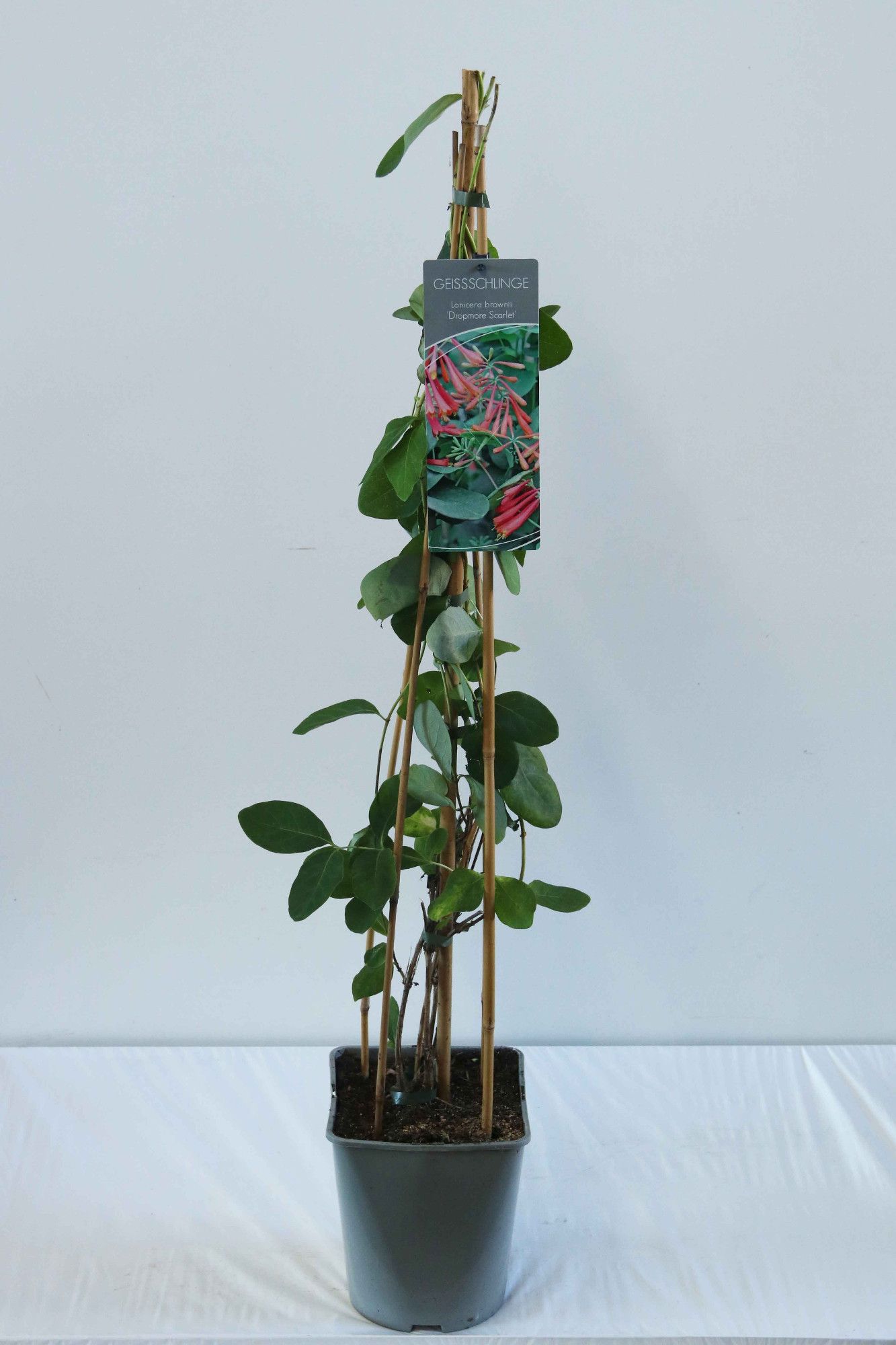 Lonicera brownii 'Dropmore Scarlet'
