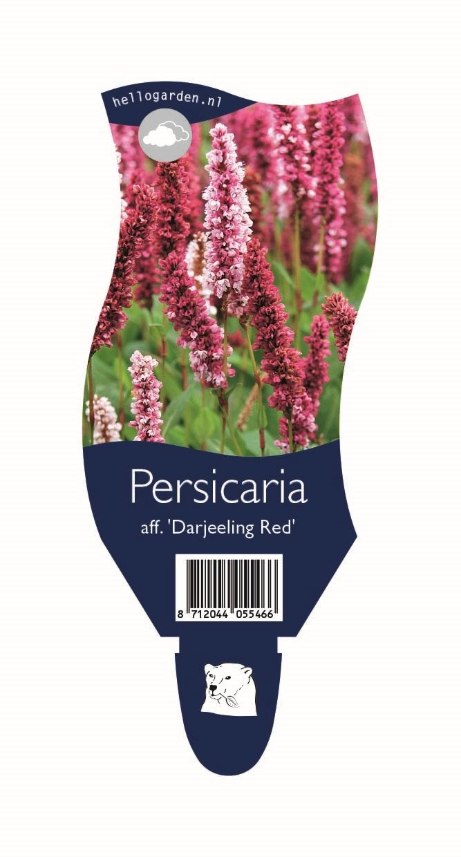 Persicaria affinis 'Darjeeling Red'