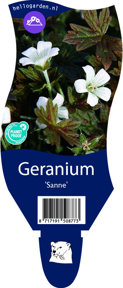 Geranium 'Sanne'