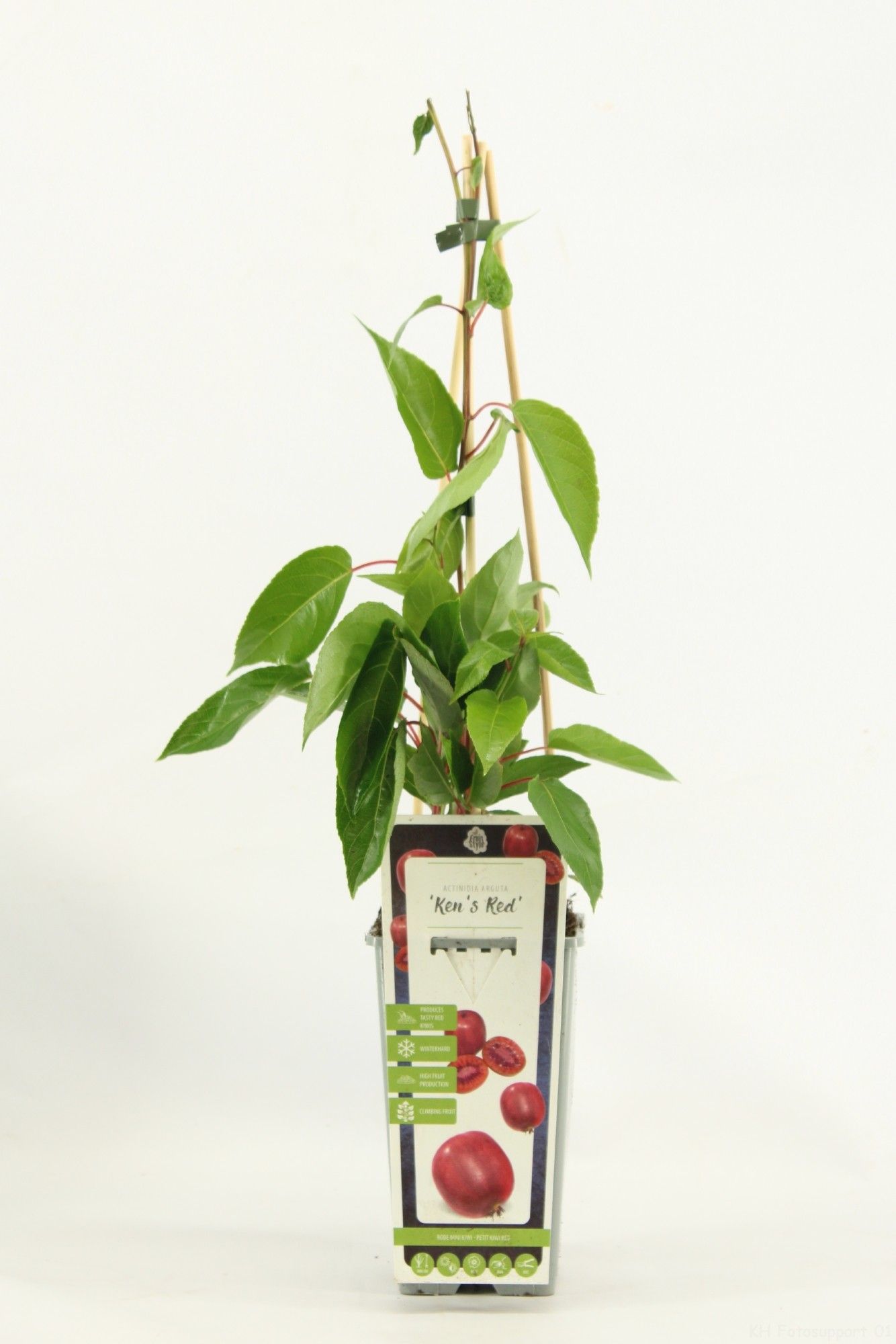 Actinidia arguta 'Ken's Red'