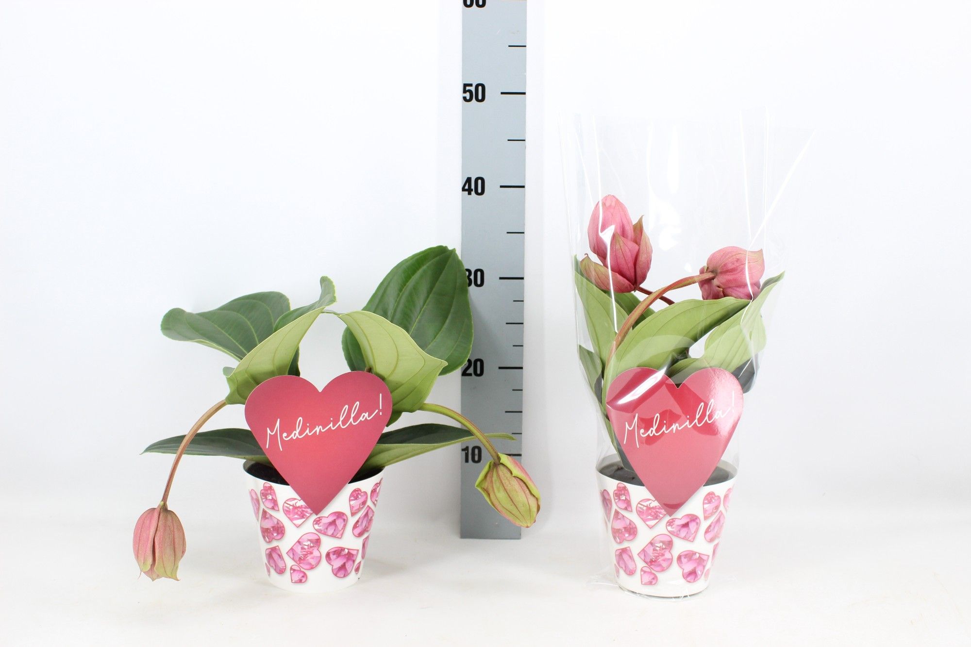 Medinilla Candy 2 knop (Medinilla 1 etage)