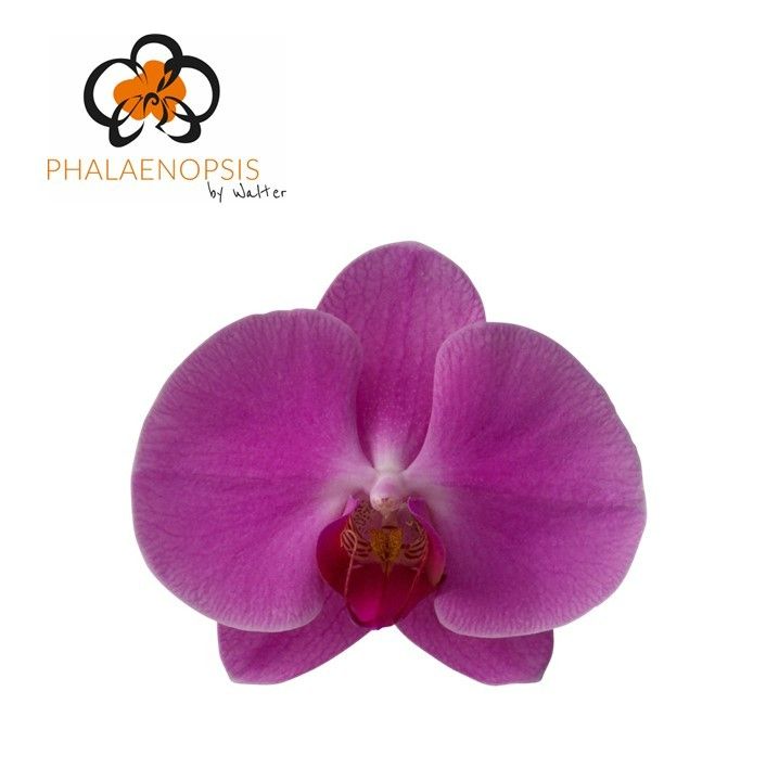 Phal T Hap Valentina