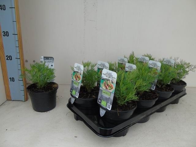 Artemisia abrotanum maritima bio colakruid