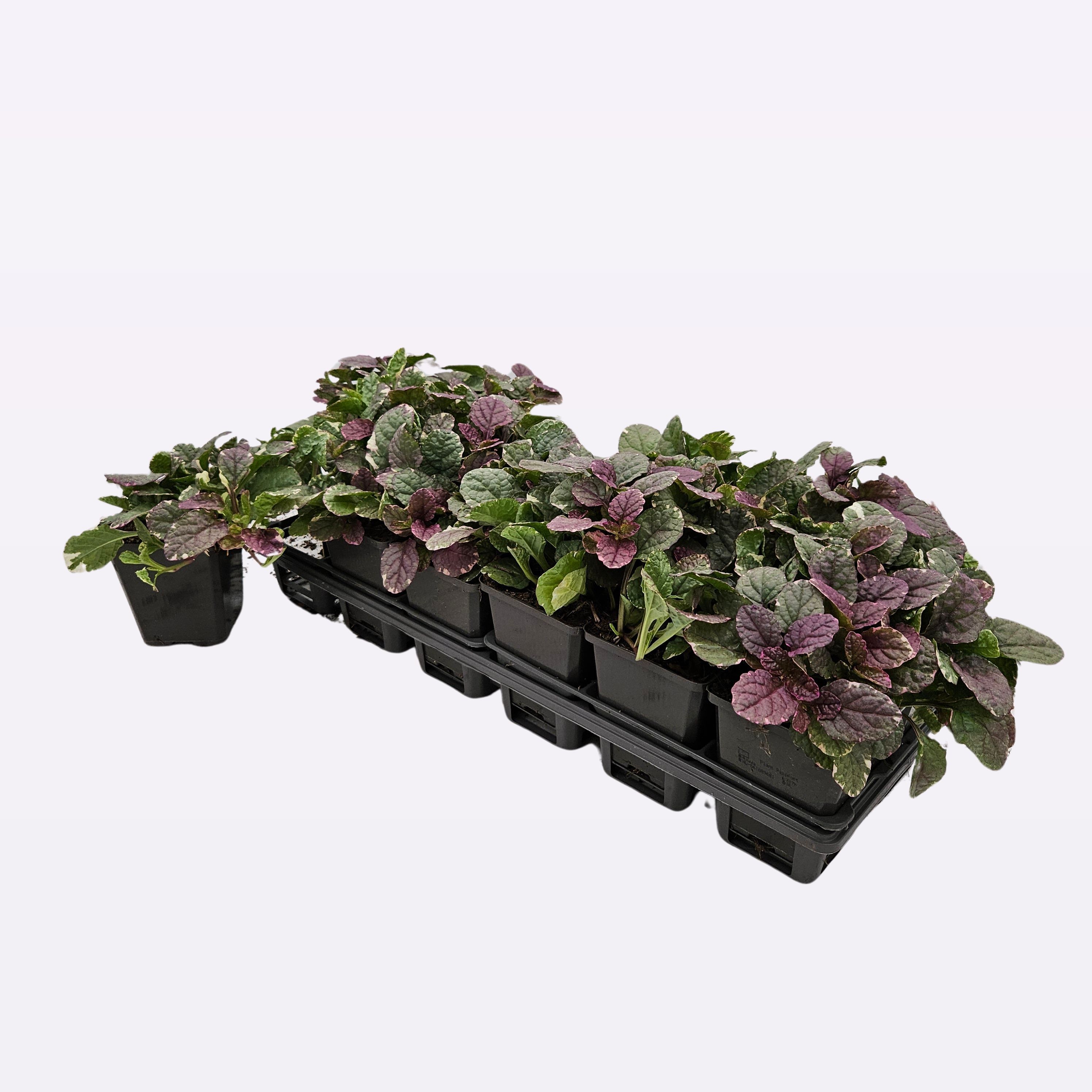 Ajuga reptans 'Burgundy Glow' 12 tray