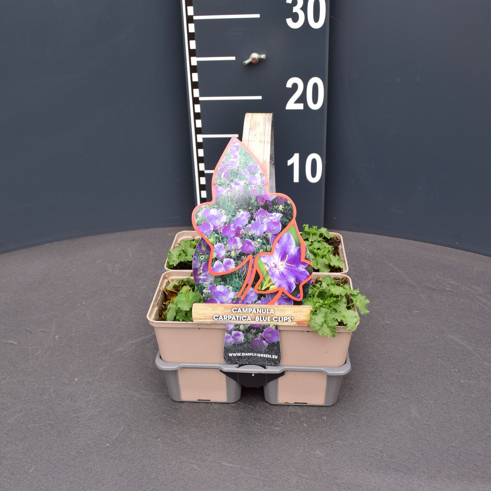 Campanula carpatica 'Blaue Clips' 4 pack