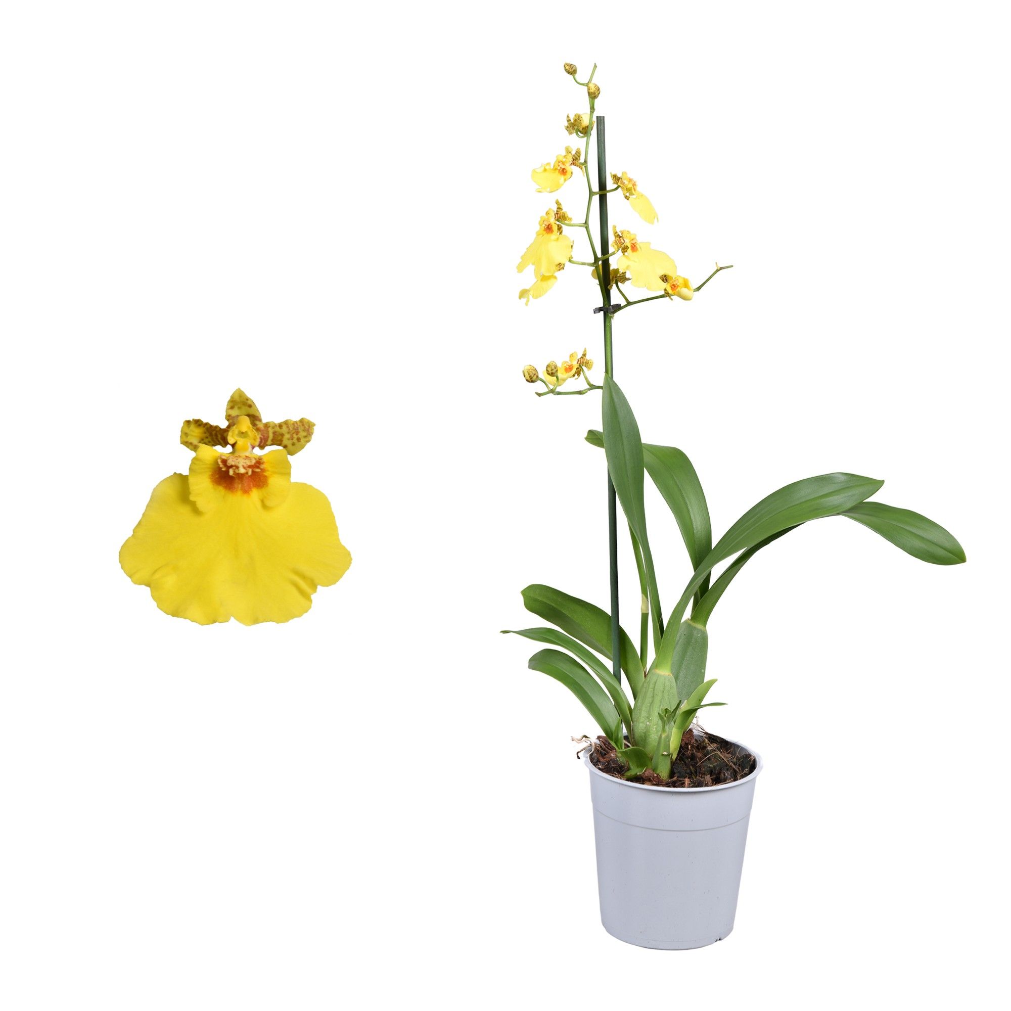 Oncidium A2 lang