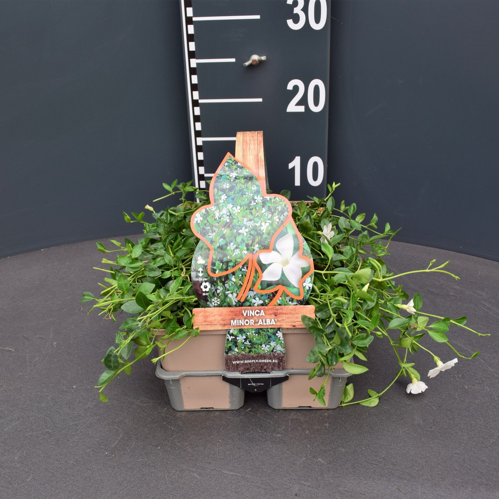 Vinca minor 'Alba' 6 pack