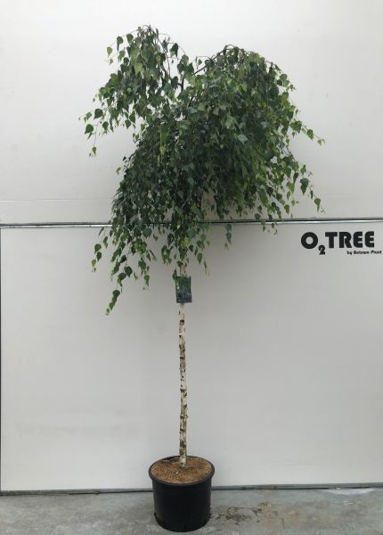 Betula pendula 'Youngii' stam