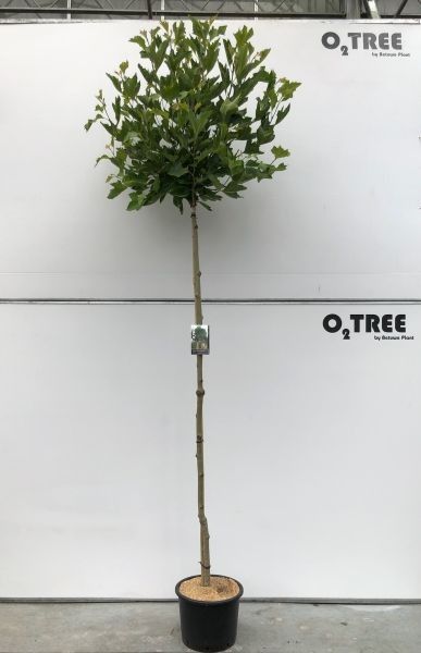 Platanus acerifolia 'Alphens Globe' CO 25 HT .st.