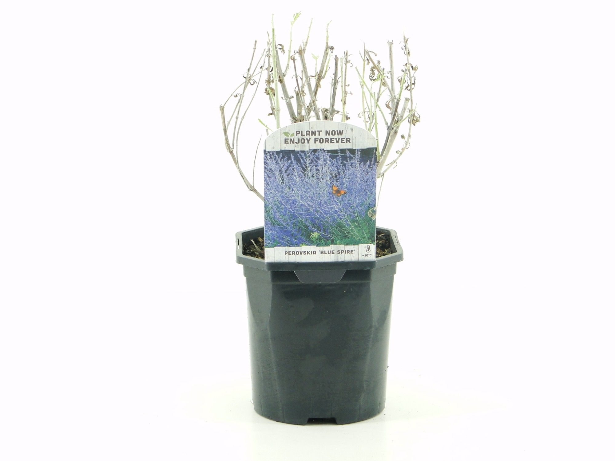 Perovskia 'Blue Spire'
