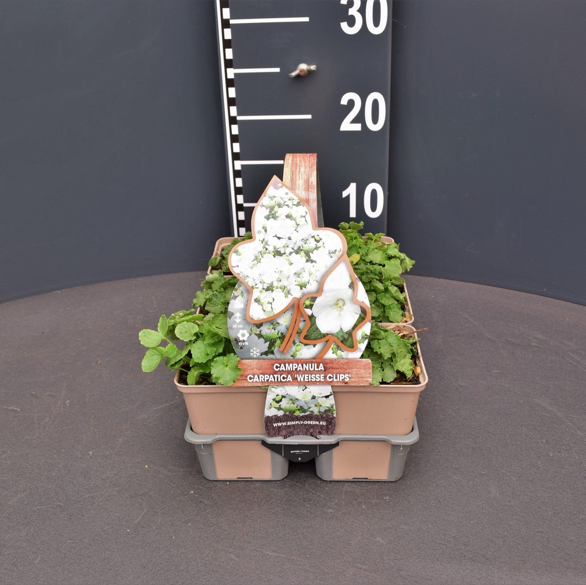 Campanula carp. 'White Clips' (6-Pack)