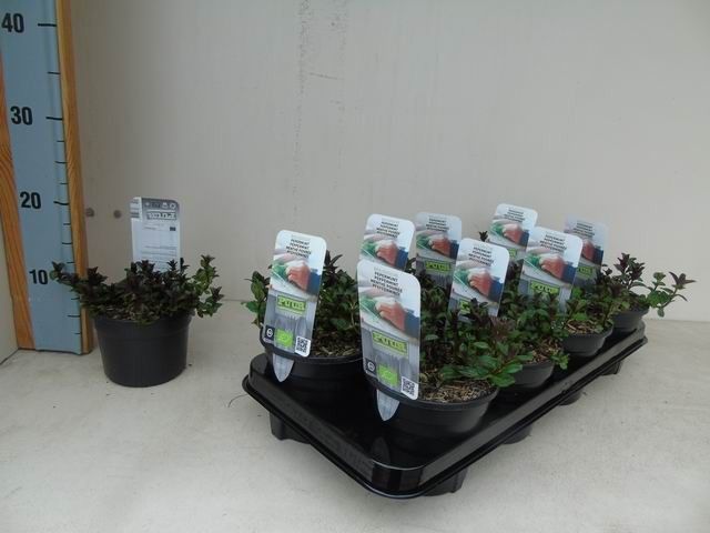 Mentha piperita 'Cinderella' bio pepermunt