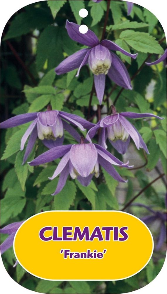 Clematis 'Frankie'