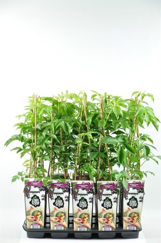 Sambucus nigra 'Korsor'