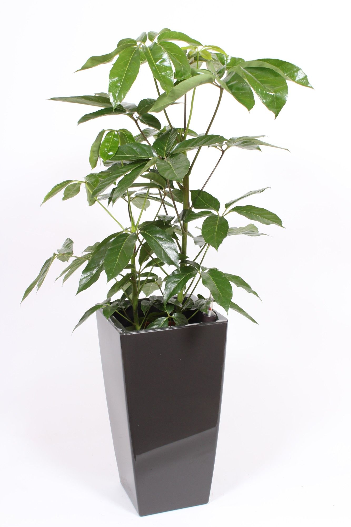 Schefflera Amate in Piza pot "antraciet"