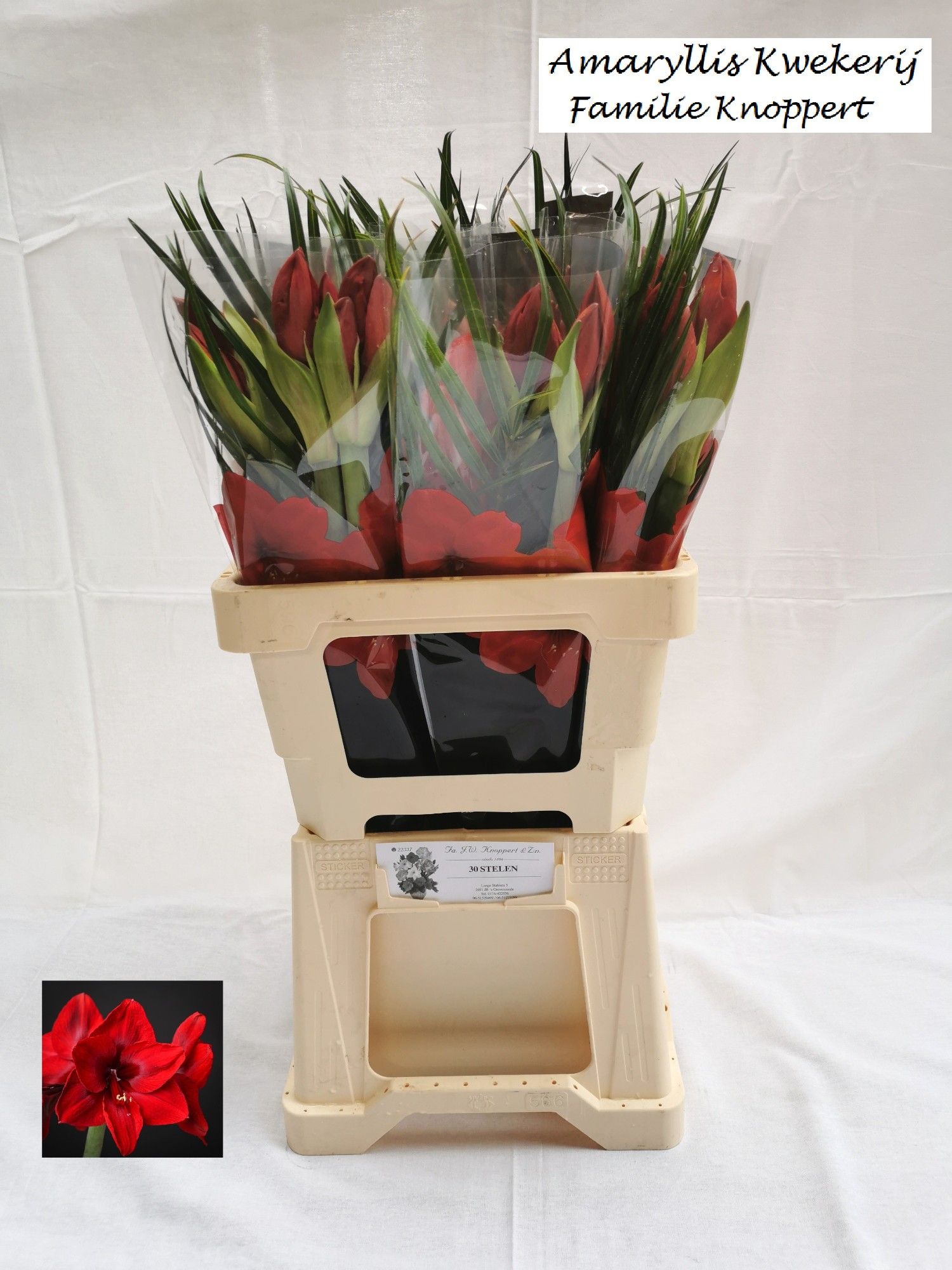 Hipp.rood Zonder Blad
