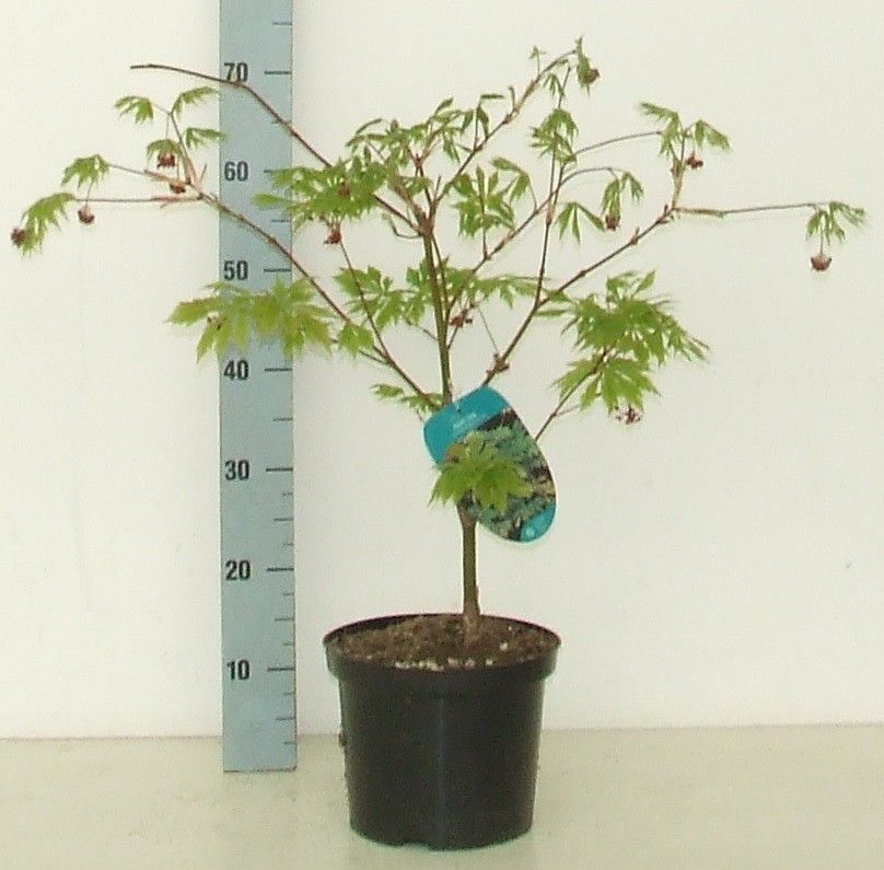Acer japonicum 'Aconitifolium' cc