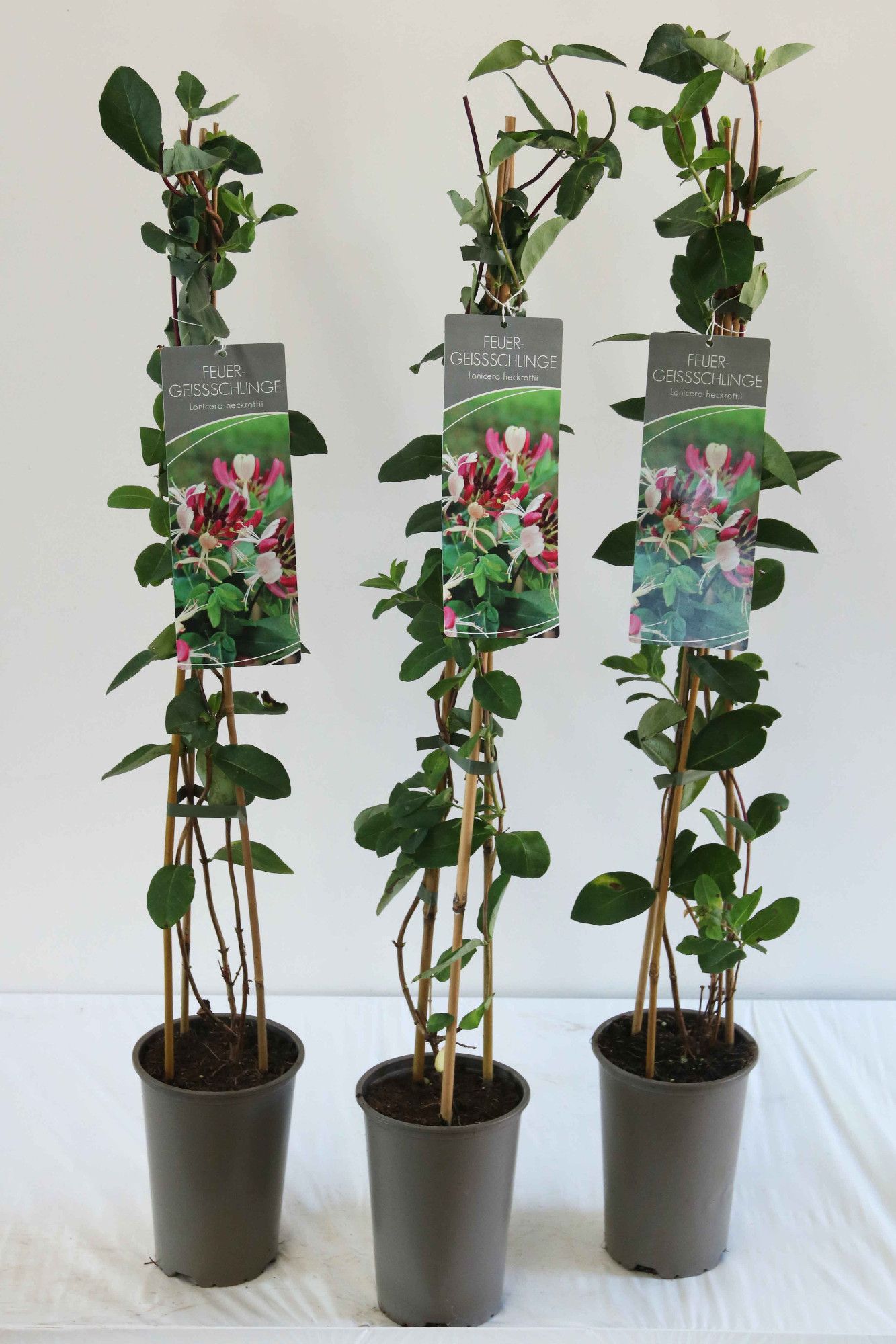 Lonicera heckrottii