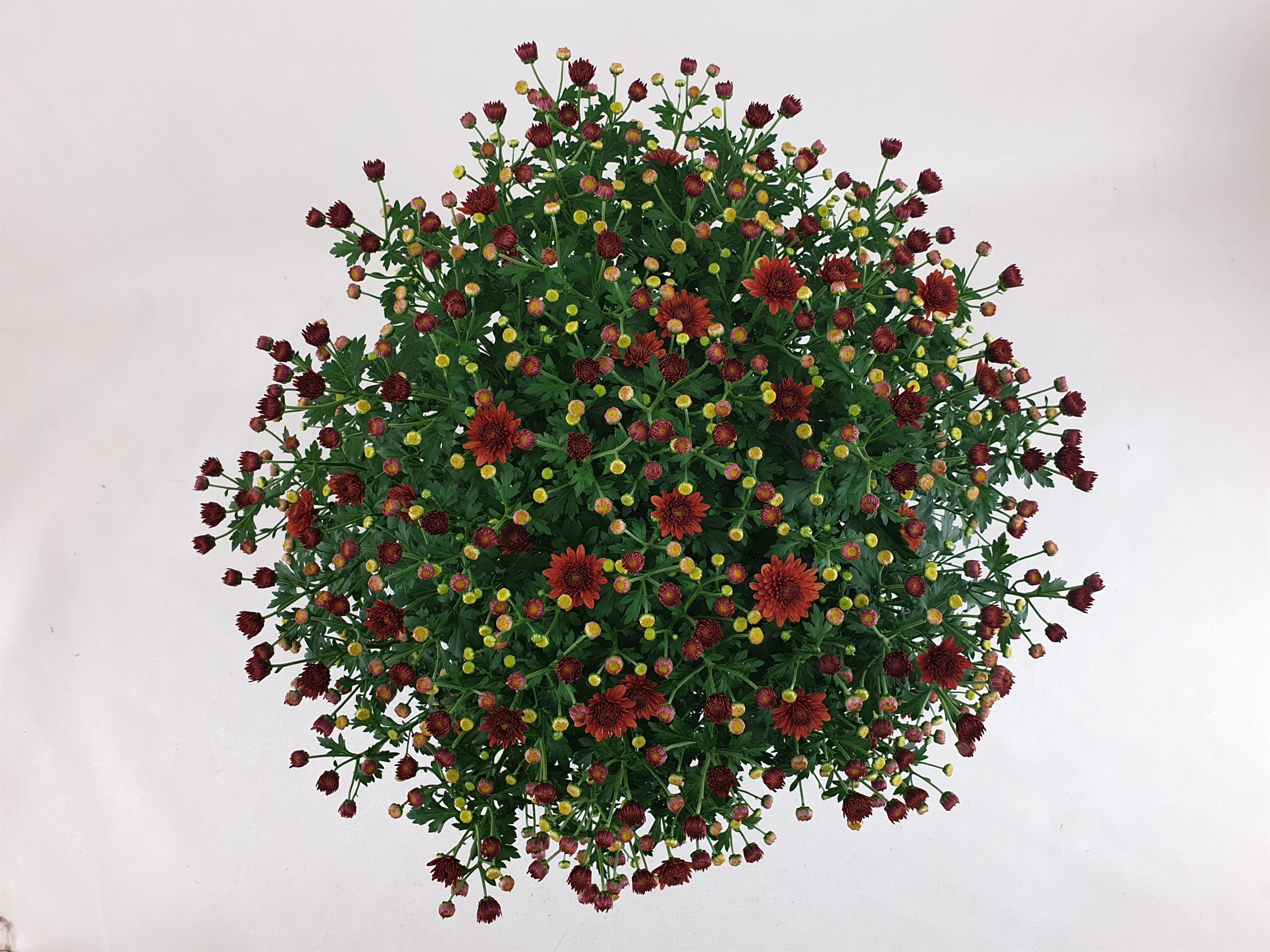 Chrysanthemum Jasoda Dark Orange