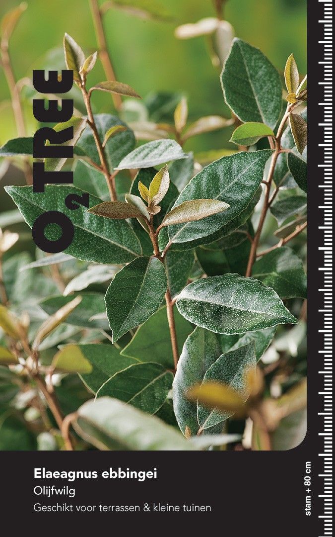 Elaeagnus ebbingei Hoogstam 8/10 Leischerm stamhoogte