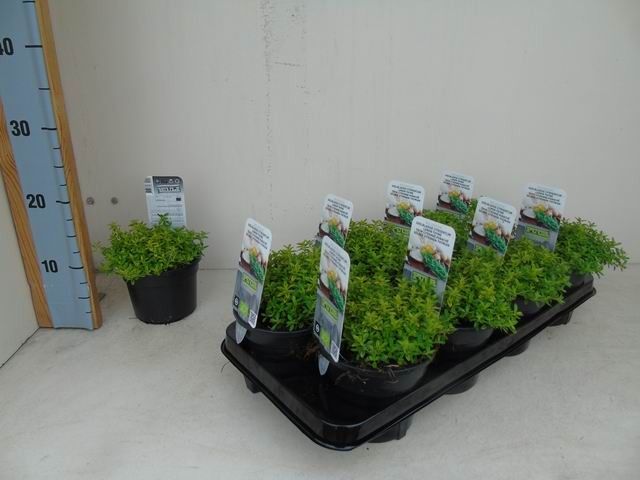 Thymus citriodorus 'Aureus' bio citroentijm geelbladige
