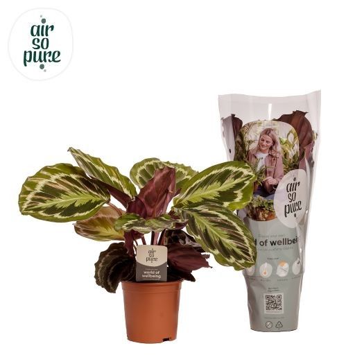 Calathea 'Medallion'
