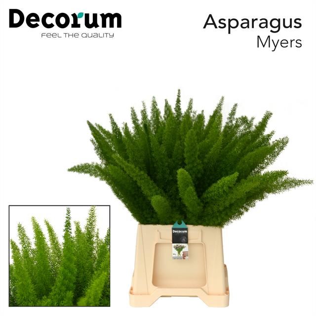 Asp Dens Myers