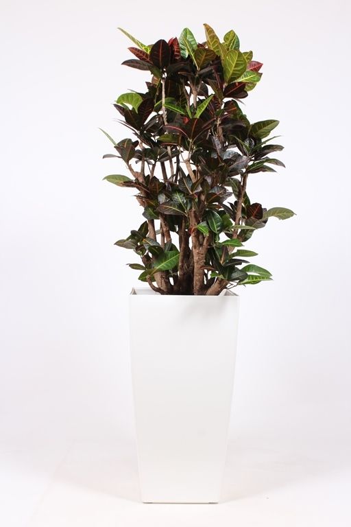 Codiaeum Petra (Croton) in Piza pot "wit"