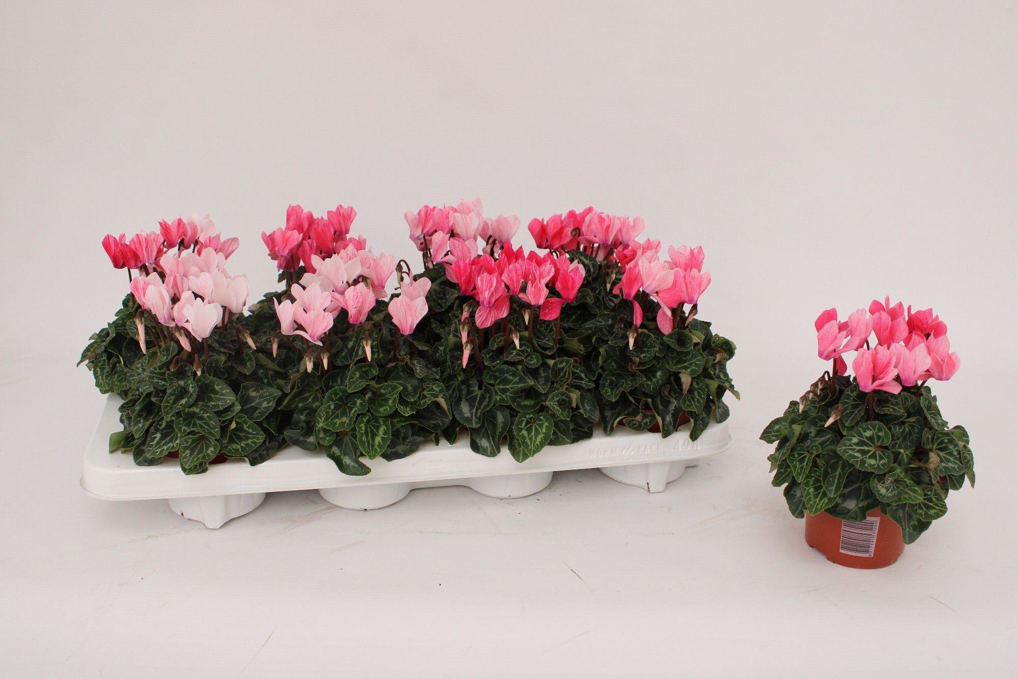 Cyclamen 'Crayon' Salmon