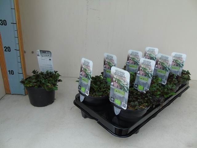 Mentha piperita 'Chocolate' bio chocolade munt