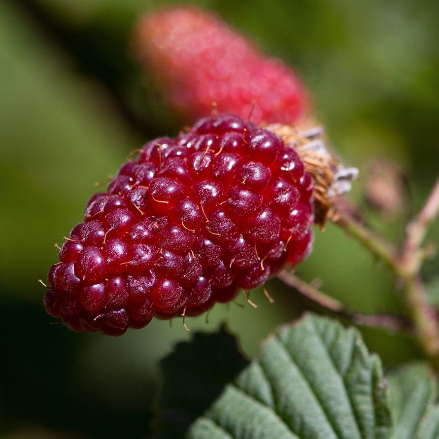 Rubus BIO Rubus 'Tayberry Medana' -R- DE-ÖKO-006
