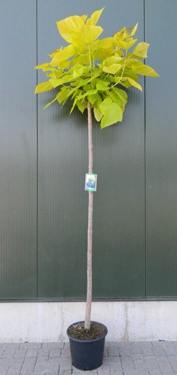 Catalpa bignonioides 'Aurea' hoogstam