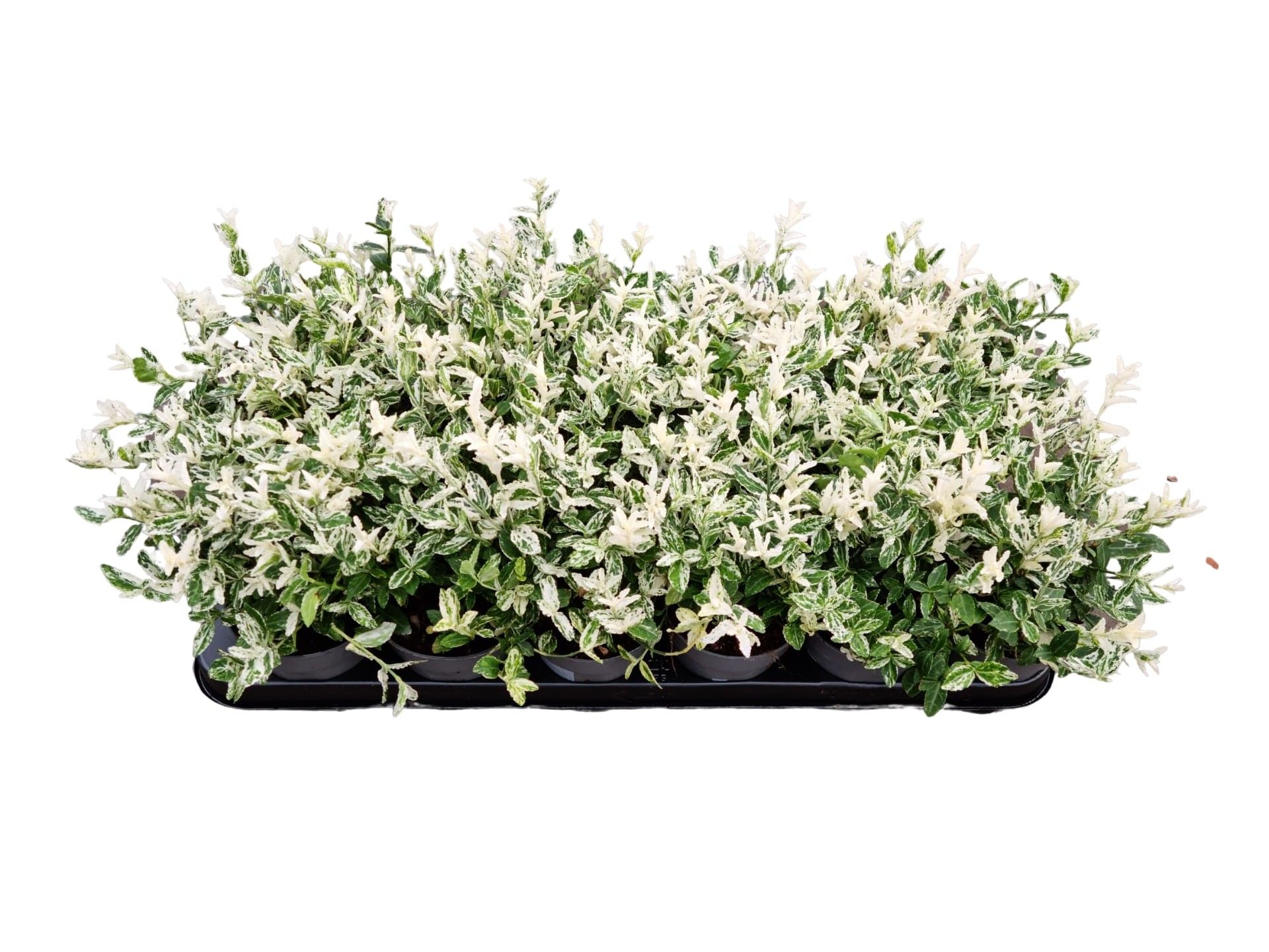 bridal hydrangea plant Hydrangea, Hybrid 'Fairytrail Bride Cascade' (Hydrangea)  Passiglia  Landscape, Nursery & Garden Center