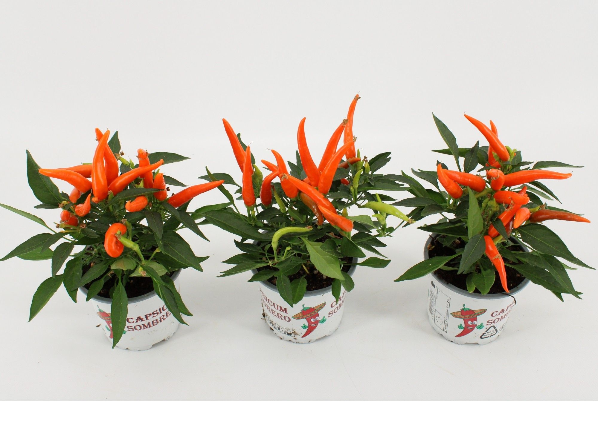 Capsicum Sombrero Hup Hup