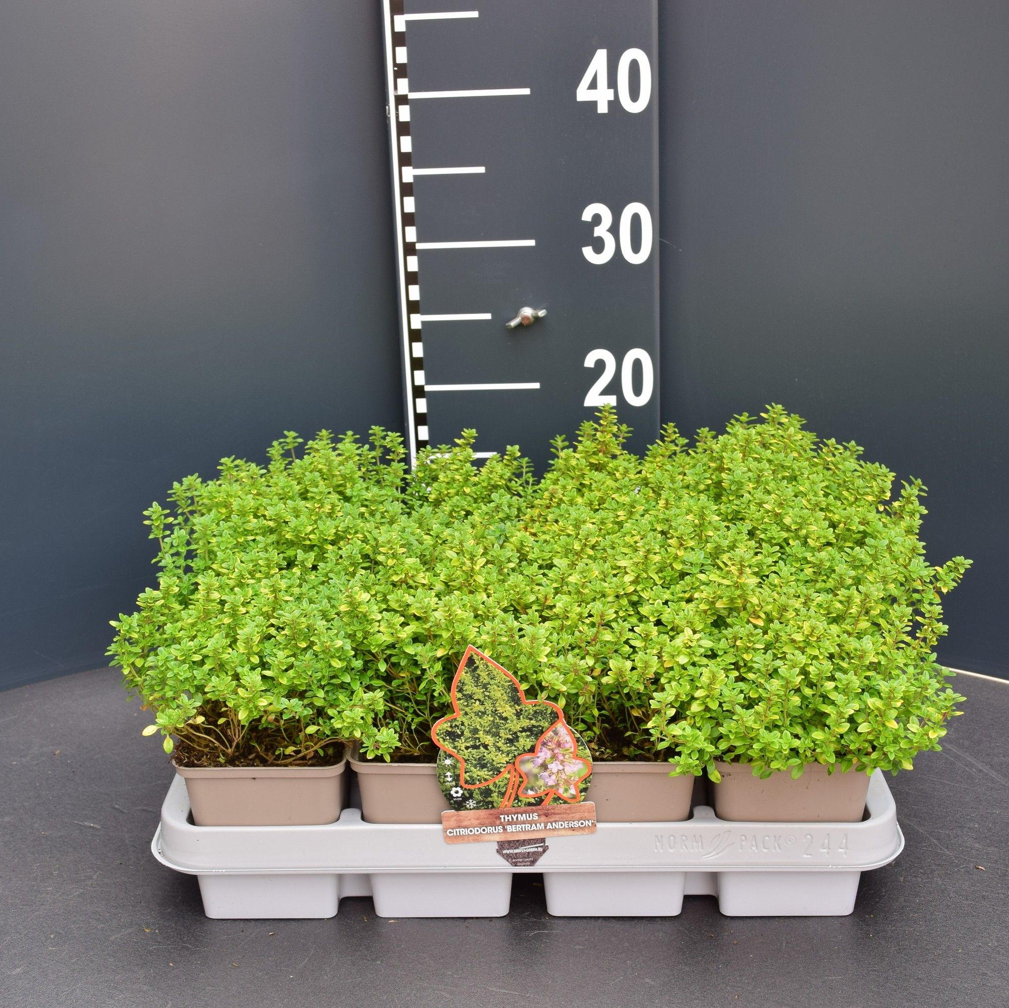 Thymus citriodorus 'Bertram Anderson'