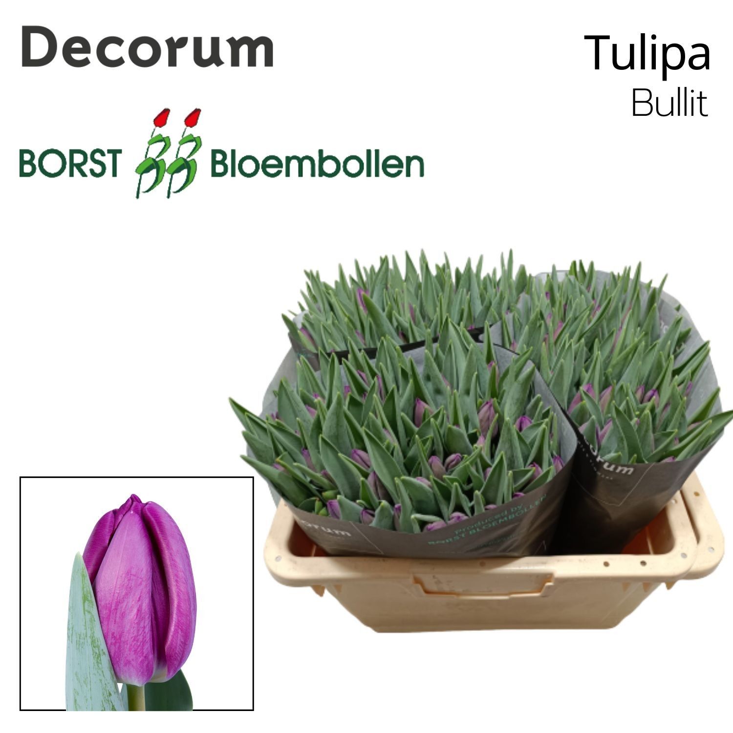 Tu En Bullit