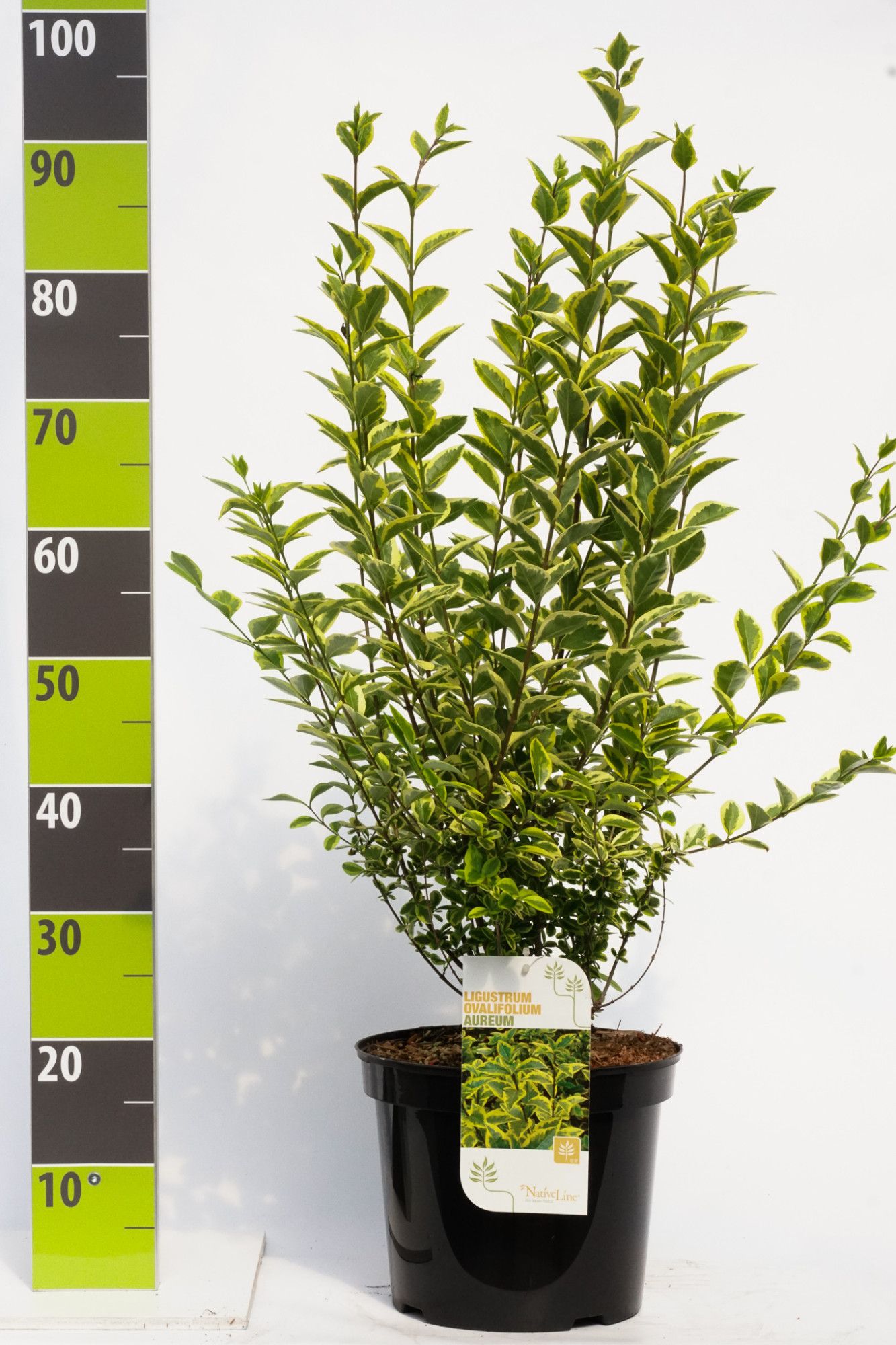 Ligustrum ovalifolium 'Aureum'