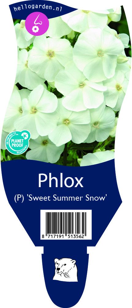 Phlox (P) 'Sw. Summer Snow'