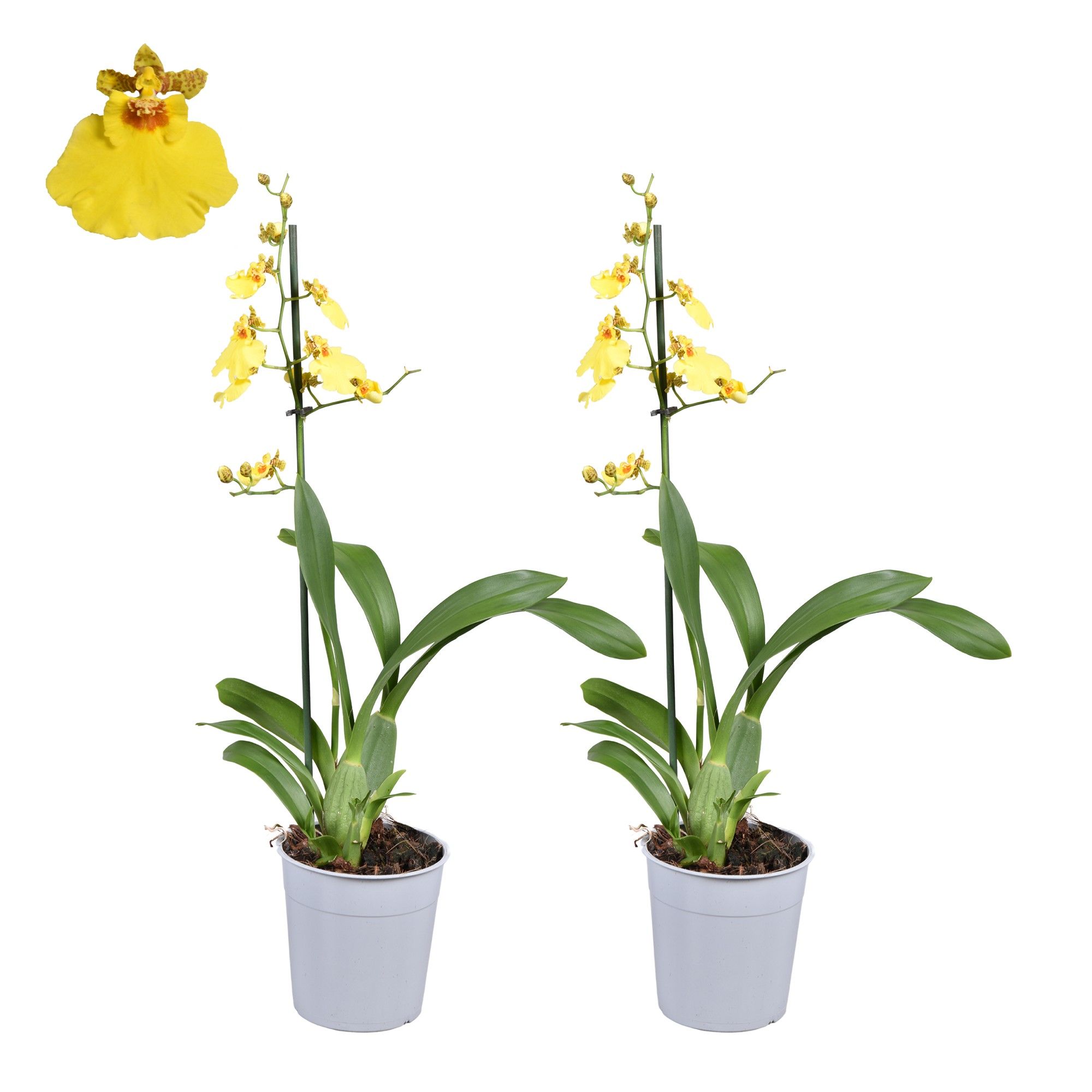Oncidium A2 kort