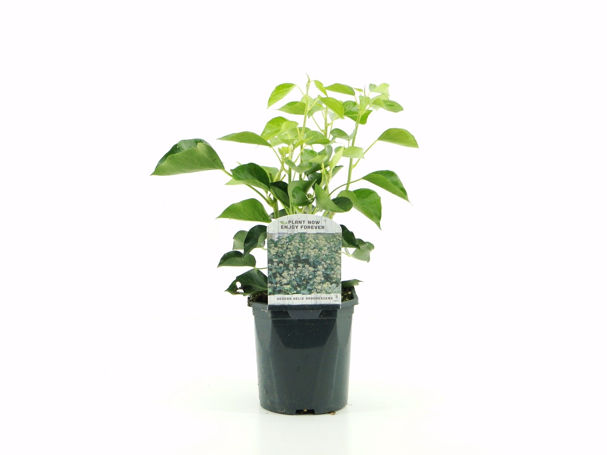 Picture of Hedera Helix Arborescens