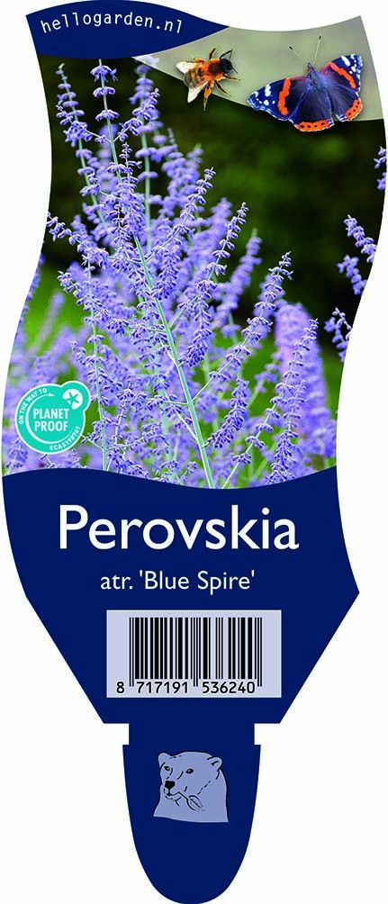 Perovskia 'Blue Spire'