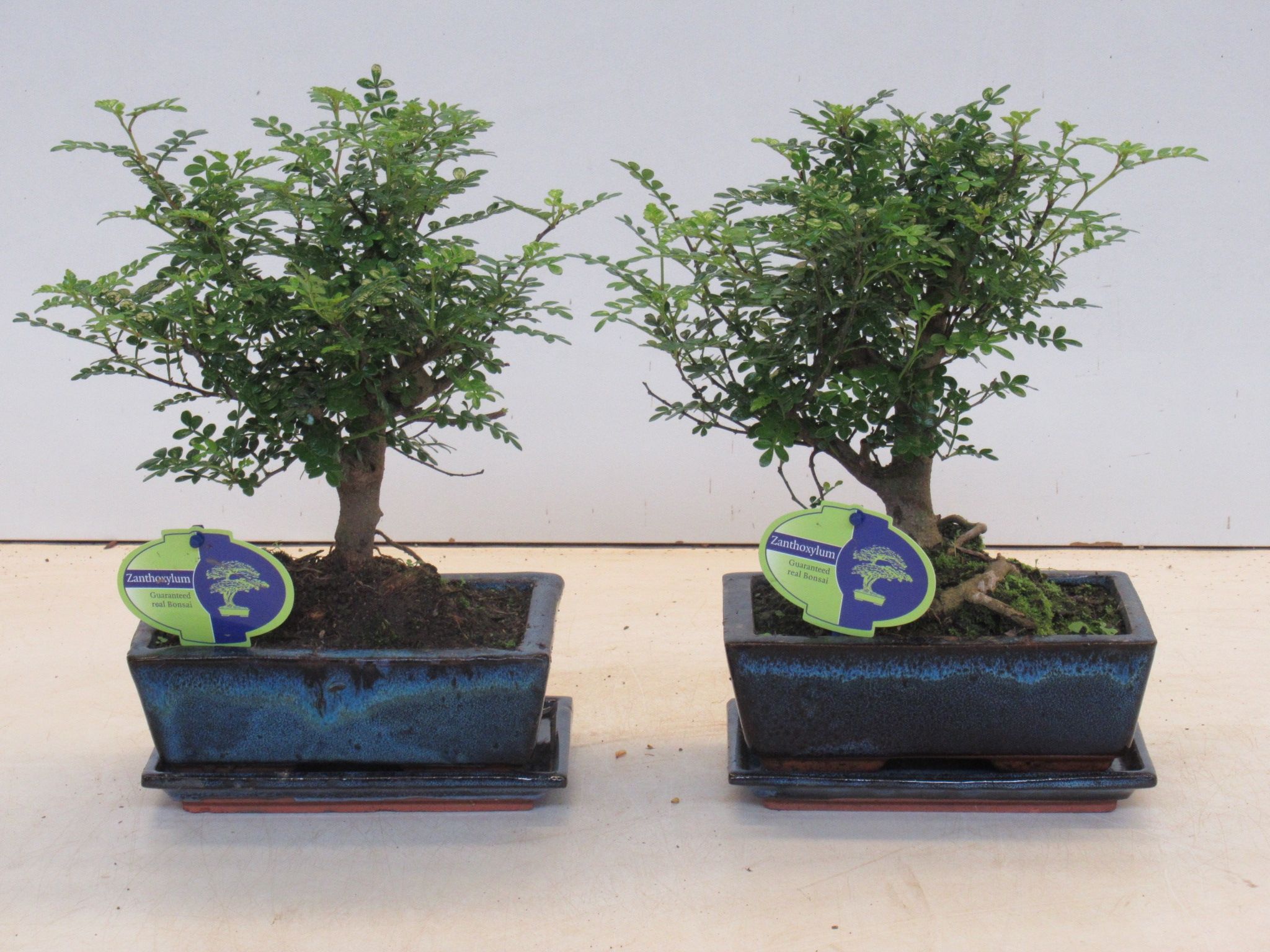mandarin bonsai Artificial Bonsai】Mikan main image 1
