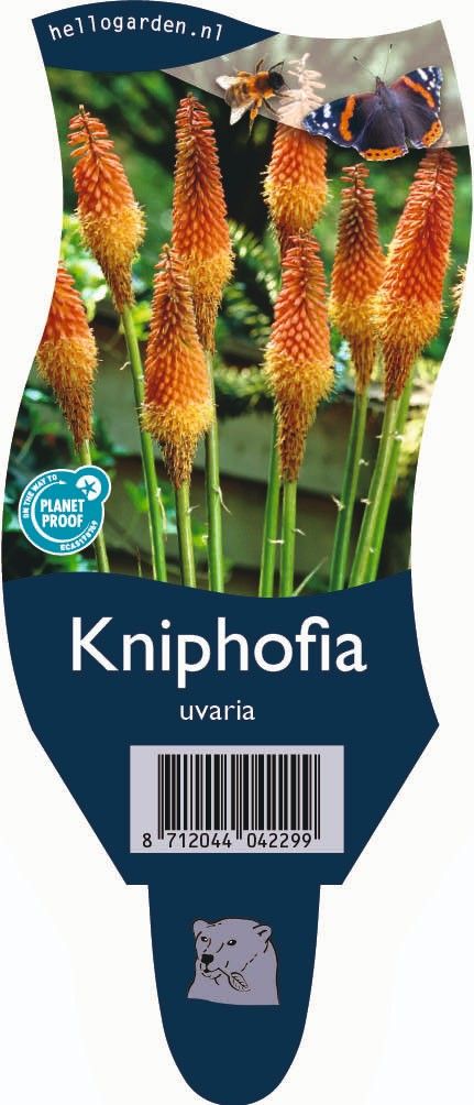 Kniphofia uvaria