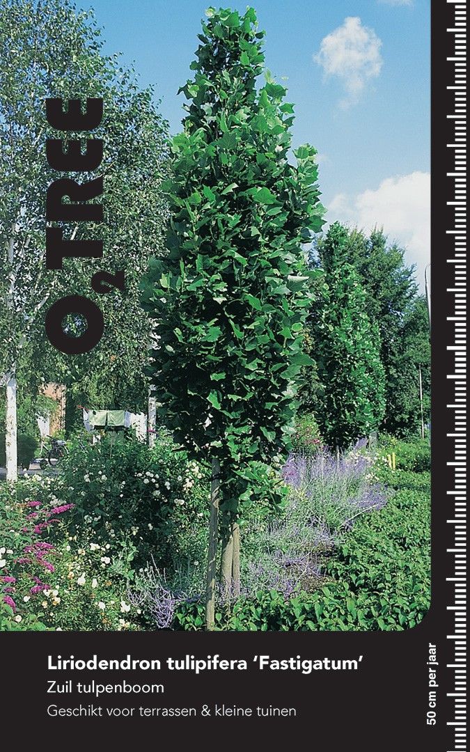 Liriodendron tulipifera 'Fastigiatum' beveerd