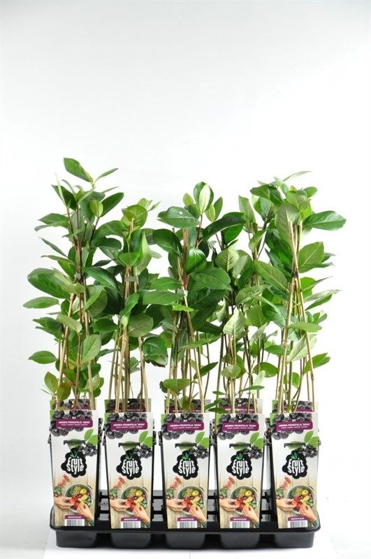 Aronia prunifolia 'Viking'