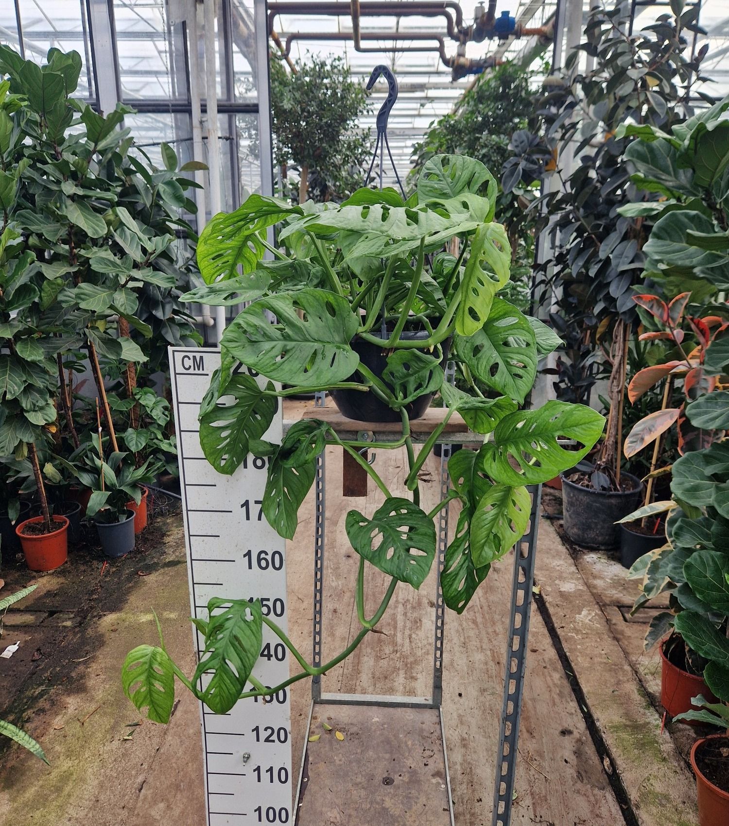 Monstera adansonii Monkey Leaf Ampel | OZ Planten