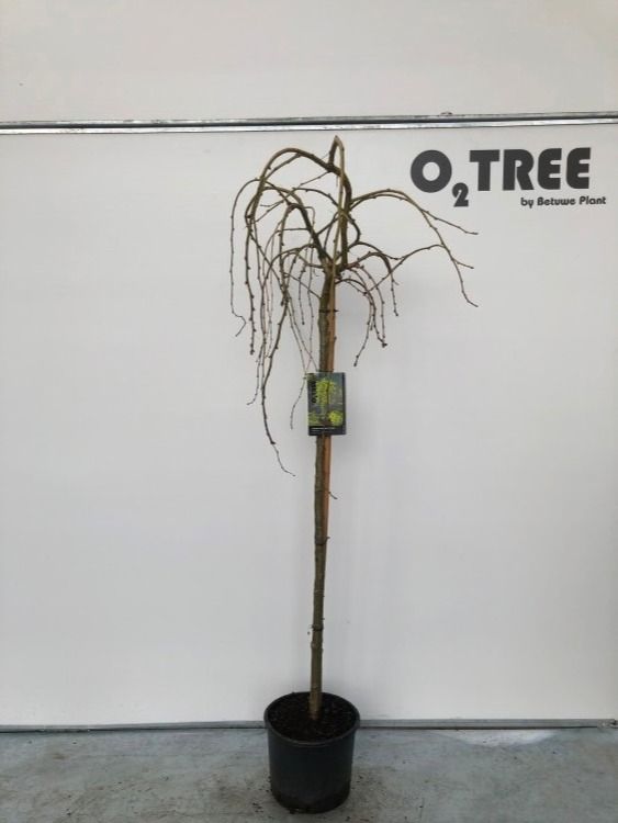 Caragana arborescens 'Pendula' stam