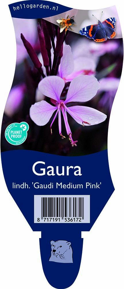 Gaura lindh. 'Gaudi Medium Pink'