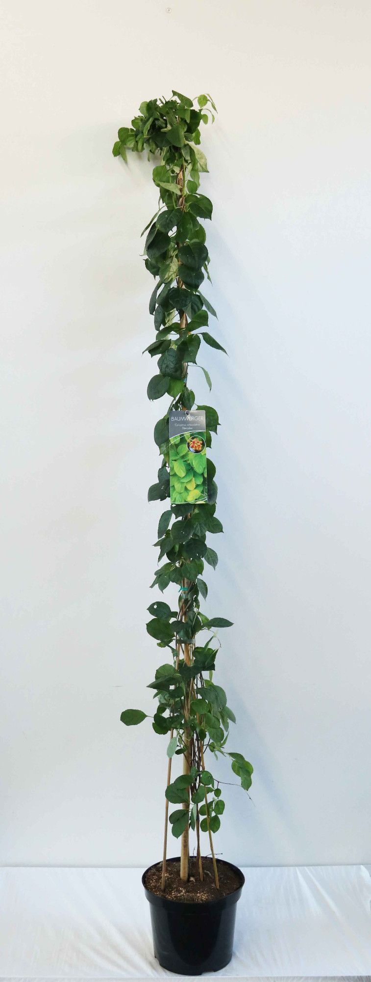 Celastrus orbiculatus 'Hercules'